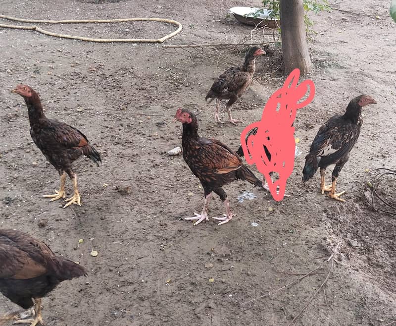 اصیل پٹھےمیل وفی میل فار سیل 3