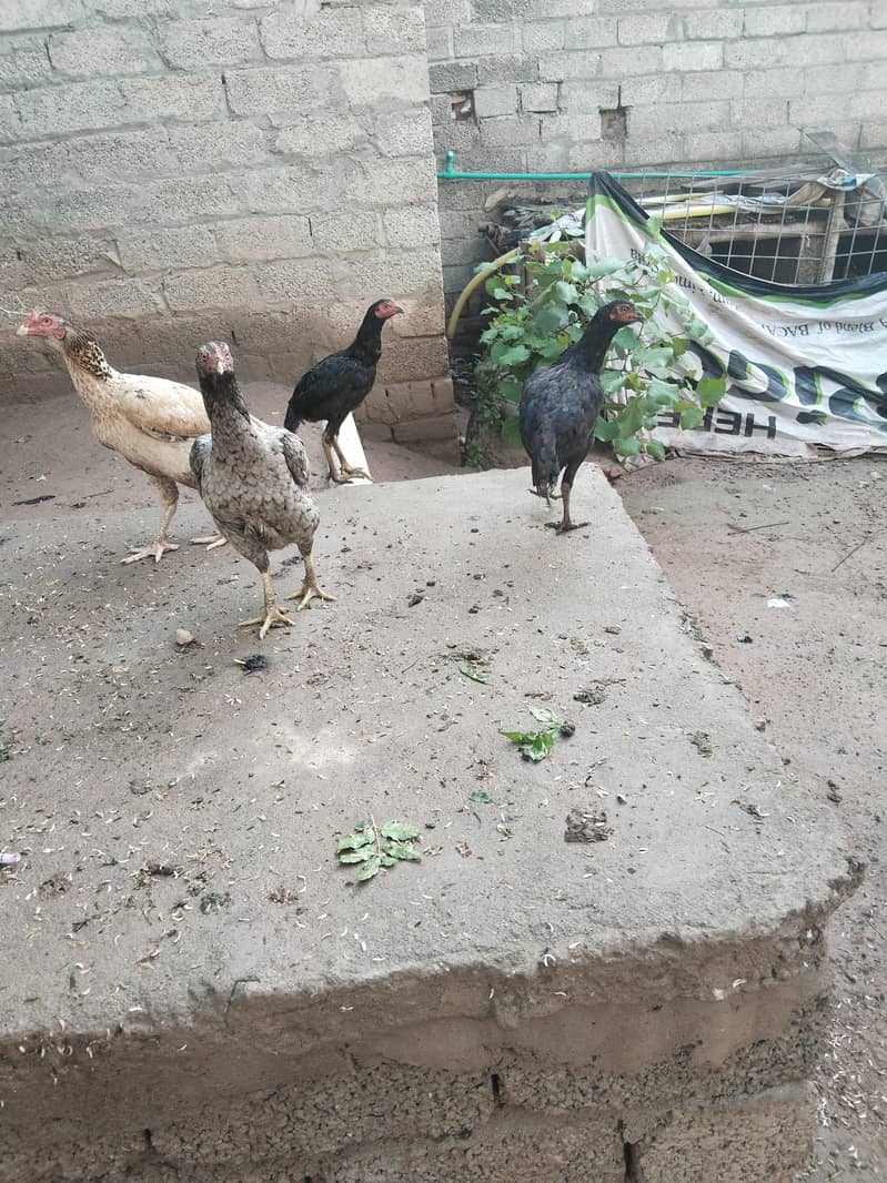 اصیل پٹھےمیل وفی میل فار سیل 4