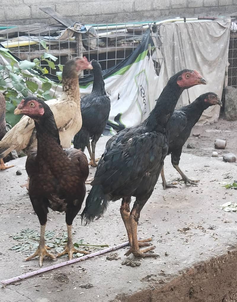 اصیل پٹھےمیل وفی میل فار سیل 5