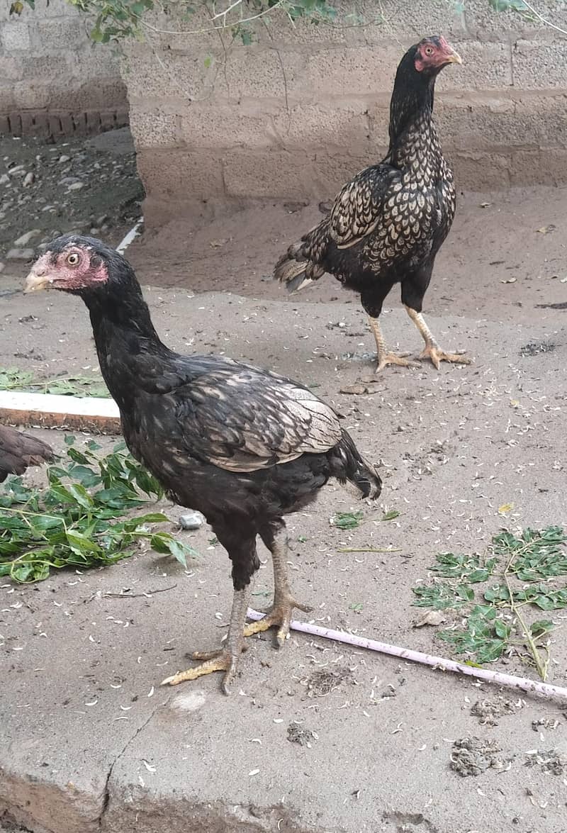 اصیل پٹھےمیل وفی میل فار سیل 6