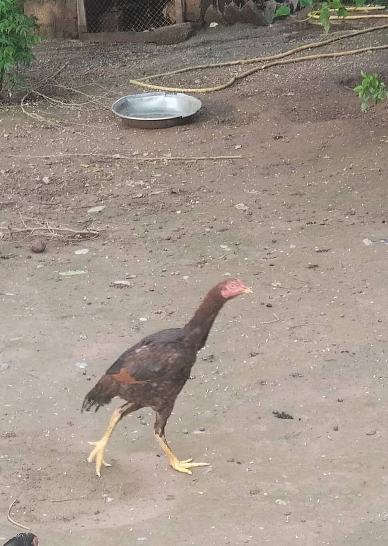 اصیل پٹھےمیل وفی میل فار سیل 7