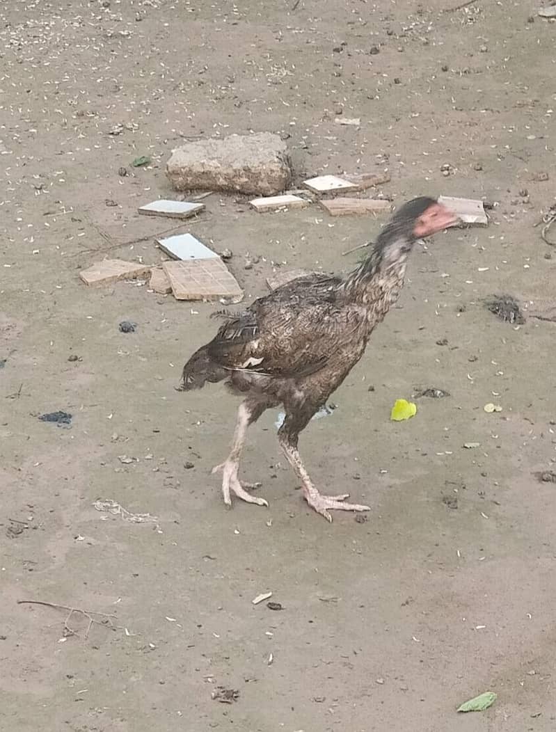 اصیل پٹھےمیل وفی میل فار سیل 8