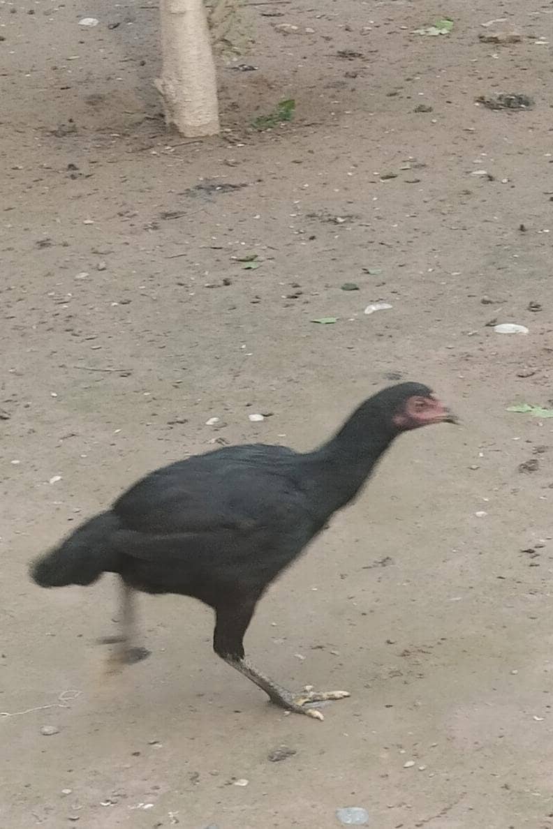 اصیل پٹھےمیل وفی میل فار سیل 9