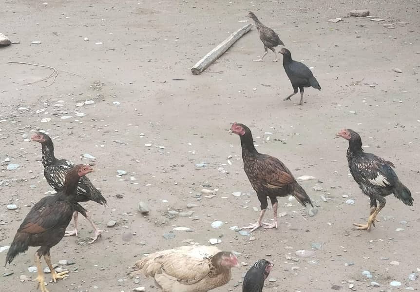 اصیل پٹھےمیل وفی میل فار سیل 10