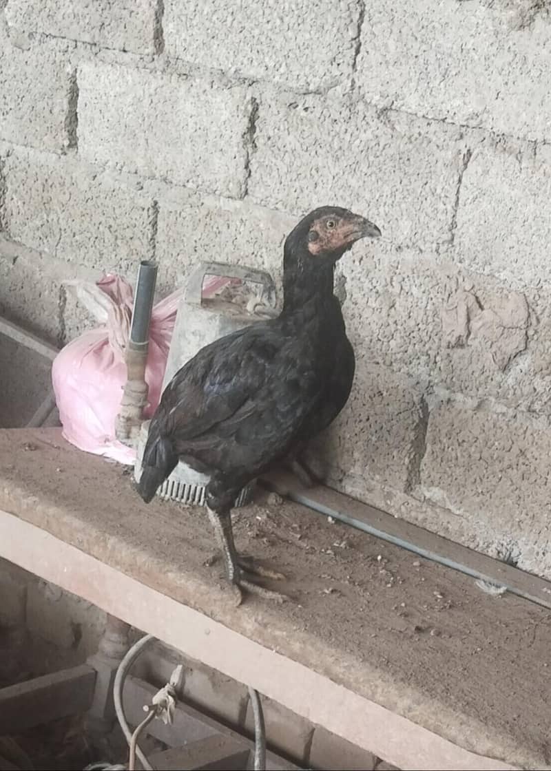 اصیل پٹھےمیل وفی میل فار سیل 11