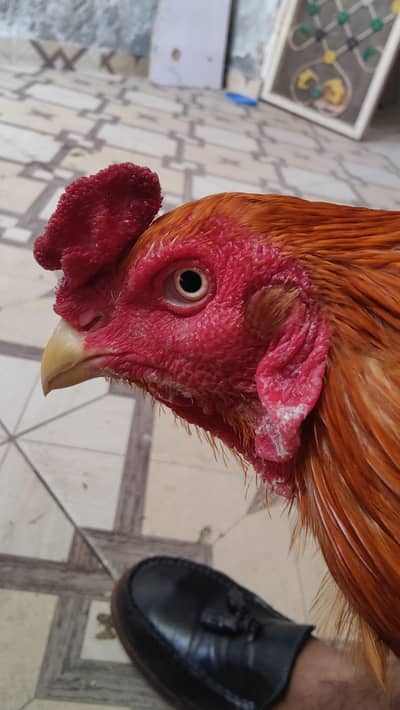 aseel murga my contacts 03029813658