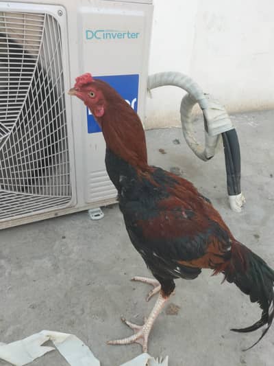 Aseel murgha & murghi