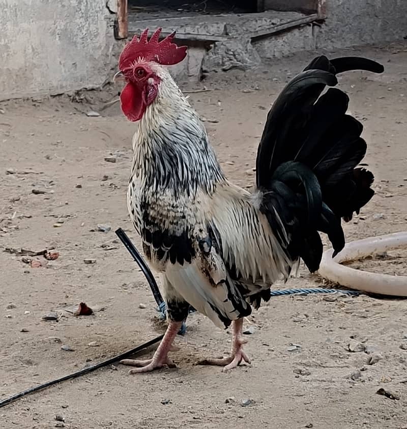 Fancy Rooster 0