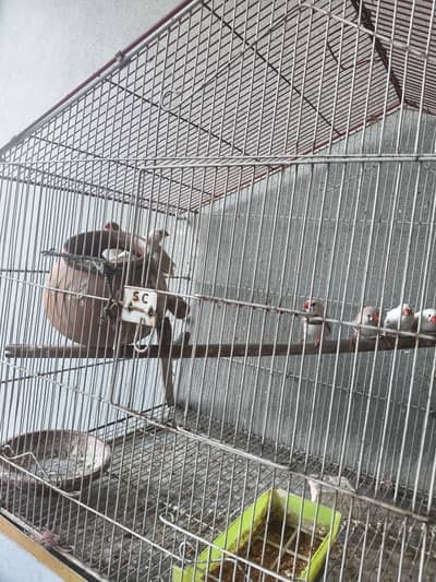 Mixed Finch Birds (Zebra + Society) 12 Healthy Birds for Sale