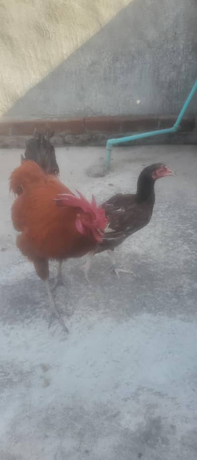 2 murghi 1 murgha eggs de rahi hain 2 no healthy w8