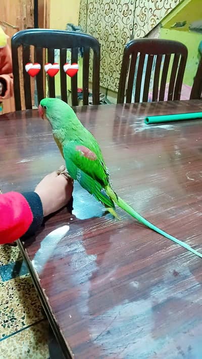 Kashmiri raw parrot