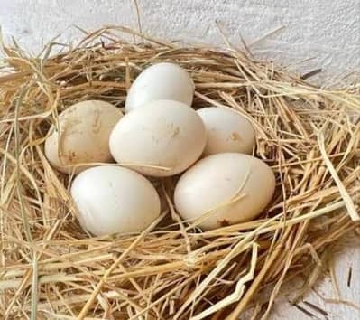Amroha bloodline Eggs
