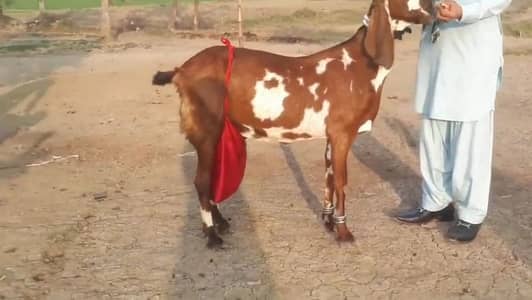 desi Bakri for sale 03282745710