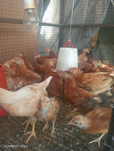 RIR chozay 1 month mix