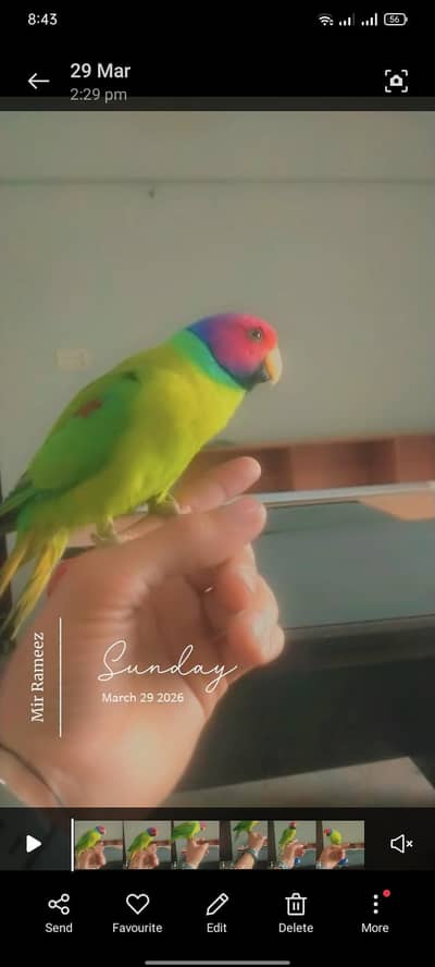Plum-headed Parakeet