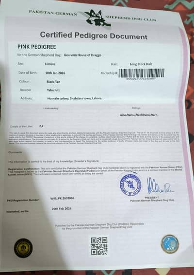 German shepherd puppies