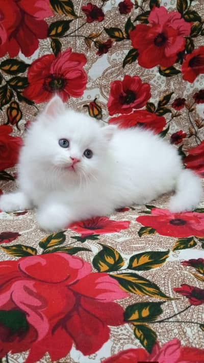 Persian cats My WhatsApp 03411645404 ///@&#$42-@#+