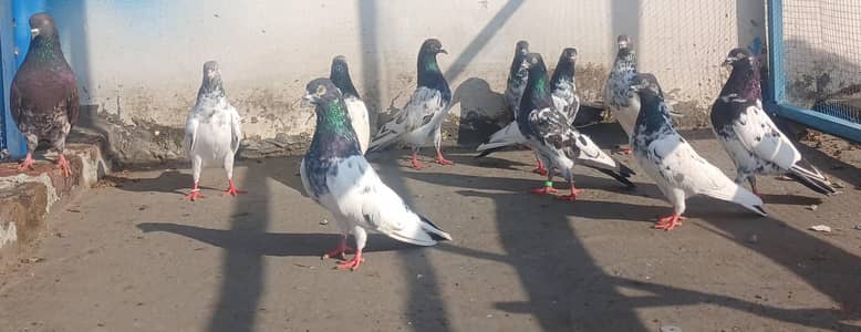 all setup for sale pigeon kabutar