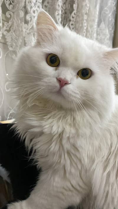 Persian White Male for Sale