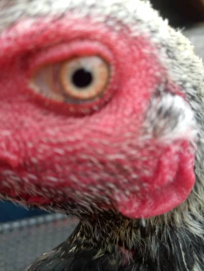 pure Thai pair age 11 month Dragon and Thai chicks