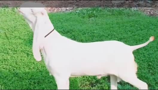 do Bakra for sale 03033477978