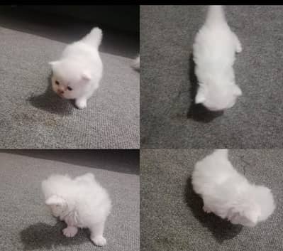 baby persion kitties for sale