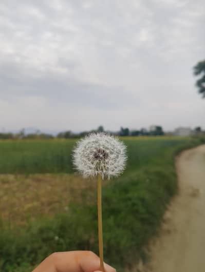 Job Chaiye Ha Hazro ma ya as pass kesi shop pr