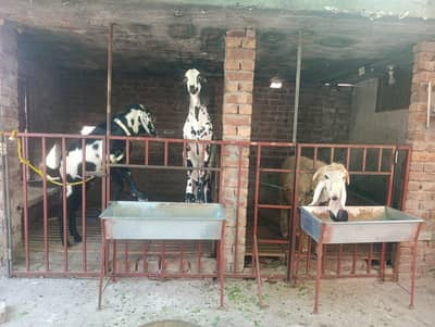 Makhi Cheena or Kala Dabba