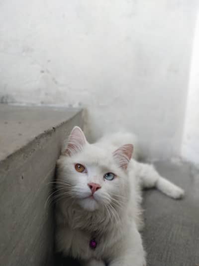 Persian male ha for sale
