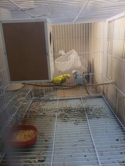 love bird and budgrie king size pair for sale with cages