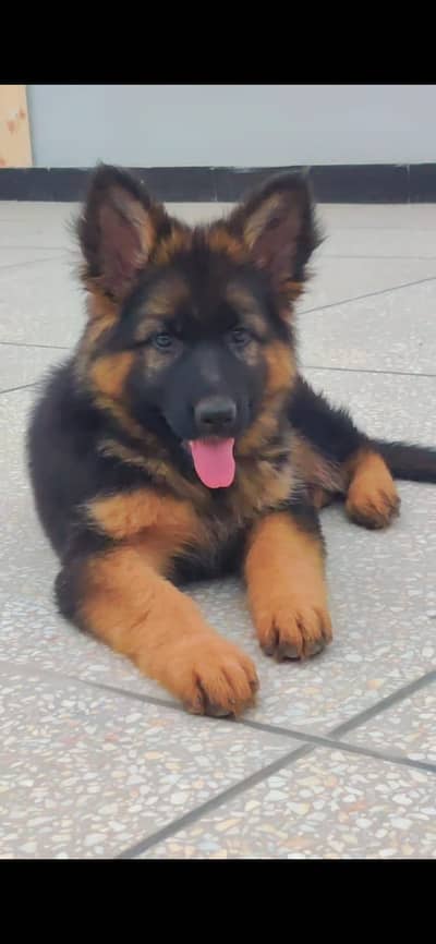 German Shepherd Puppy | German shepherd Long Coat | GSD | pedigreed