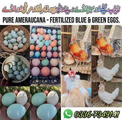 Fancy Ameraucana - Pure Breed Blue & Green Fertilized Eggs 03367349141