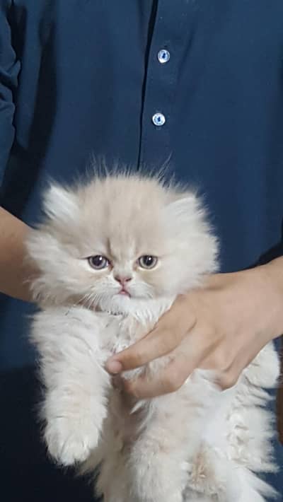 punch face kitten 03074524744