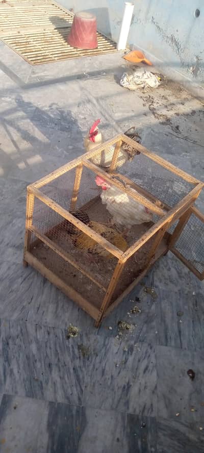 2 Desi murgy and 1 aseel murgi