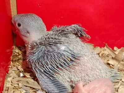 Raw Parrot Chicks for Sale!! Big Size Parrots- Healthy & Active