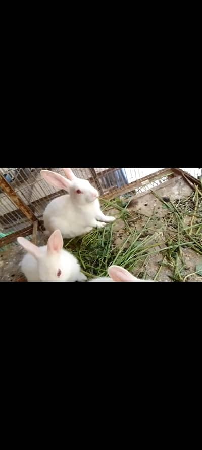 Rabbit Babes / Bunnies