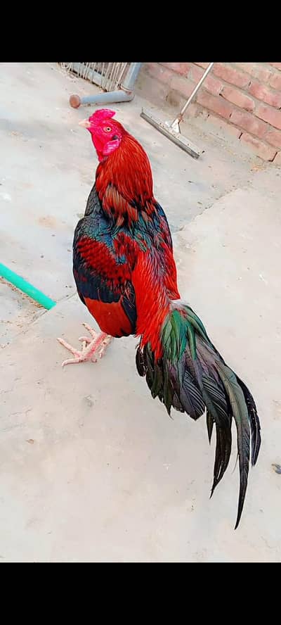 pure Old blood line minawalli only serious person contact me