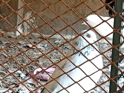 pigeons for sell
