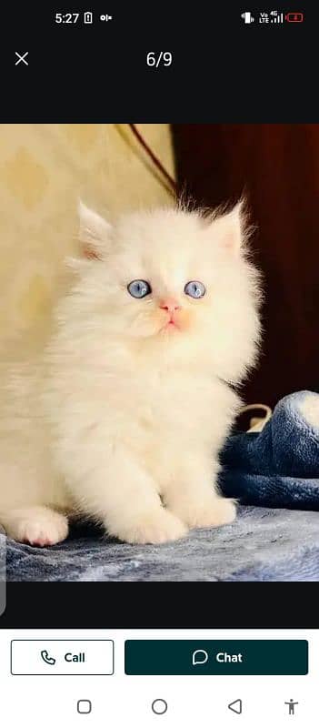 Persian cat for self male female vaccine clear 0319=71=87=068=