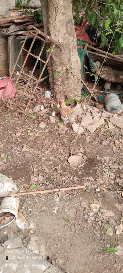 Aseel hen with 10 chicks aseel