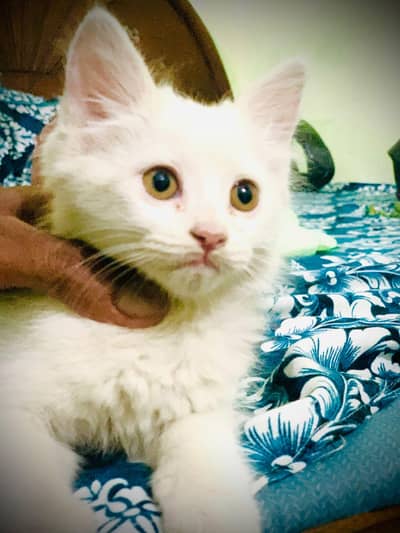 Persian cat  kitten