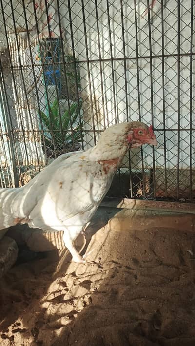 top quality mianwali aseel Madi