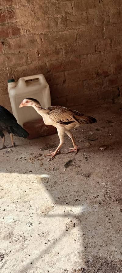 4 bird ha 1 male haa or 3 female haa