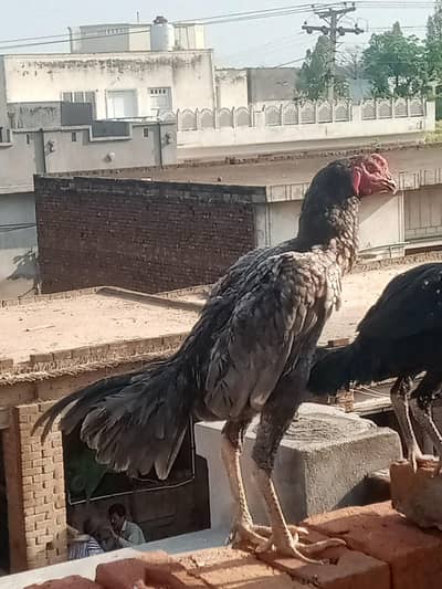 thai male available healthy active parents video available