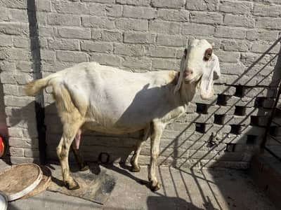 Desi Bakri | Female Goat | Pregnant (Near to Deliver) Female | 6 daant