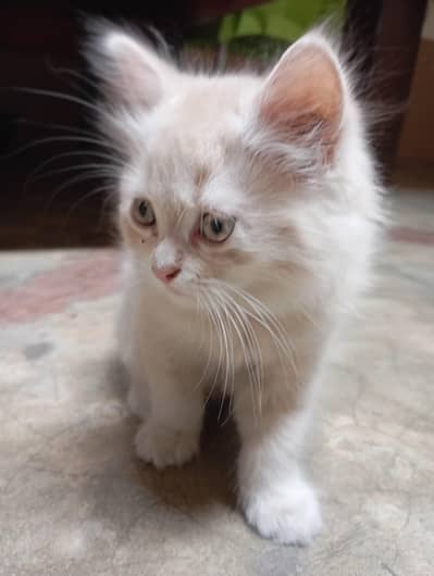 A beautiful Persian Cat/White and dusty brown color. . .