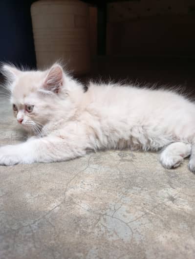A beautiful Persian Cat/White and dusty brown color. . .