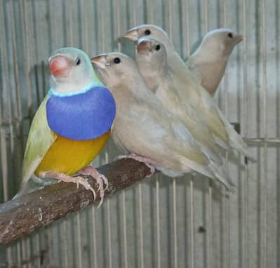yellow Gouldian pathe available