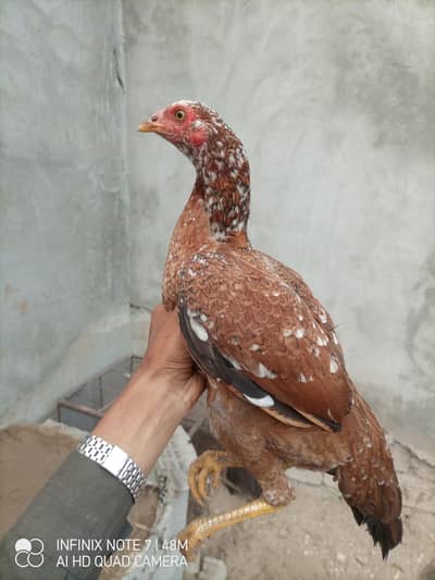 Aseel Pathi Peeli eggs dy rhi h