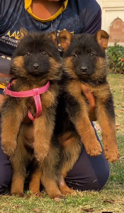 Gurman Shaft Dog My WhatsApp 03411645404  //&@$6@$4#_#